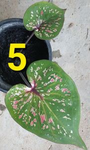 บอนสีสวยๆ บอนสีลูกไม้ เพาะจากเมล็ด  บอนสีต้นเล็ก กระถาง 4 นิ้ว เลือกต้นได้