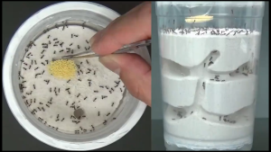 ARS Natural Ant Bait Trap (2-Pack) | Safe Indoor Use | Kills Ants & Colony | Long-Lasting Protection