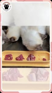 ชามแมว ชามสัตว์เลี้ยง ชามหมา ที่ให้อาหาร ที่ให้น้ำ ชามยาวหลายตัว - สีสัด สำหรับโอกาสสั่งอาหาร และปกติและดีไซต์