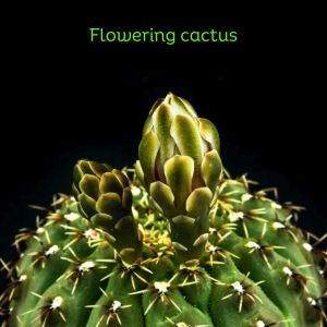 Flowering Cactus Gymnocalycium T lines live plant
