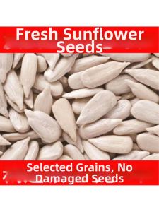 Unroasted Shelled Sunflower Seeds