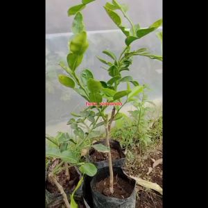 Bibit Jeruk Purut Citrus hystrix Pohon Jeruk Purut Daun Utk Soto