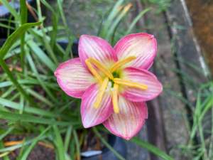 อ.หัวดอกบัวดิน พรรณราย หัวละ 20 บาท