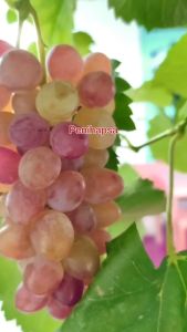 Bibit Anggur Import Jupiter Asli Grafting Super