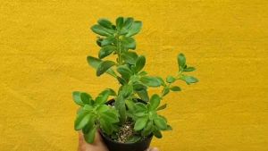 ต้นไม้อวบน้ำ กู้หินสมุด เพล็กแทรนทัศน์ Plectranthus sp. (กี่สกัดกุหลาบหินเป็นส่วนตัว) #ต้นไม้อวบน้ำ #กู้หินสมุด #เพล็กแทรนทัศน์