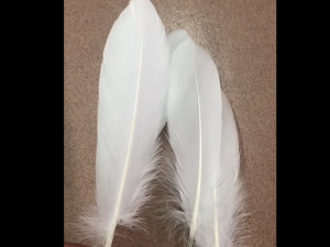 50pcs White Natural Goose Feather Pure White Swan Feather For Crafts DIY Dream Catcher Feather Deco