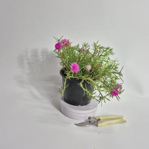 KTgarden แพรเซี่ยงไฮ้ กระถาง 5.5นิ้ว แพรเซียงไฮ้ รากเดินเต็มกระถาง