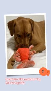 *POP.POP SG Local Stock* Interactive Moving Lobster USB Rechargeable Dog/ Cat Toy with Catnip