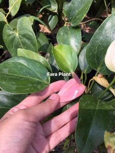 TANAMAN ANTHURIUM BUNGA MINI