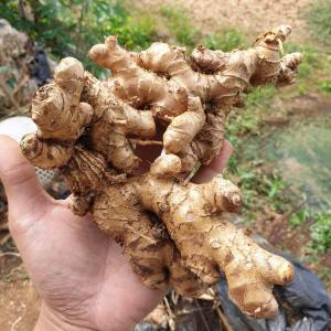 Lempuyang Segar 250gram