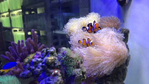 Marinium pH Plus 250 ml.(น้ำยาเพิ่ม pH ให้เหมาะสมกับการเลี้ยงปลาทะเล)