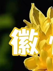 Scattered Chrysanthemum Tea
