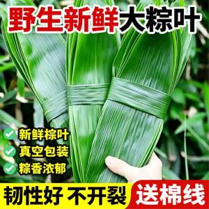 Dry Jumbo Bamboo Leaves For Dragon Boat Festival