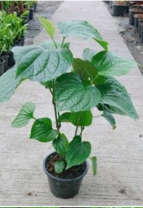 ต้นกล้าชะพลูต้นละ 25 บาท 🌱🌱จากสวนภัทรมนออร์แกรนิกเจ้าค่ะ🌱🌱