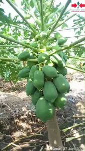Benih Pepaya Hibrida LOVENA F1 5 Biji Cap Panah Merah