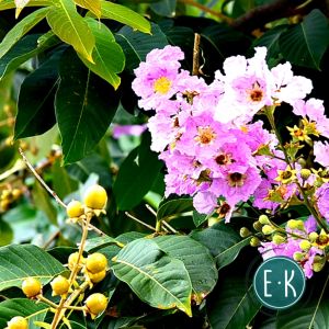 Banaba Leaves | Dahon ng Banaba | Pride of India | Queens Flower Leaves + Fresh + Organic + Tea Leaves + Herbal