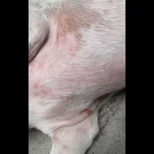 Cassiel Pet TripleDefense Spray Atasi Gatal-Jamur-Ruam 3x Lebih Cepat pH Seimbang & Hypoallergenic