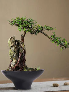 Water Cultivation Ceramic Pot
