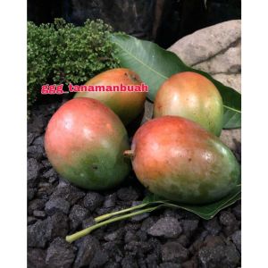 Bibit Mangga Garifta Merah