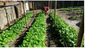 TAIWAN PECHAY SEEDS (BOK CHOY)