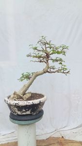 pohon bonsai serut/streblus asper