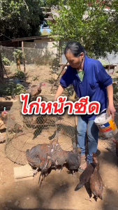 ไก่เดี๋ยวหน้าแดงเดี๋ยวหน้าซีด  Red tornado