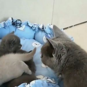 Thảm nằm kiêm ổ nệm cho Chó Mèo hình tròn có dây rút (mẫu mới) - Love Pets Shop