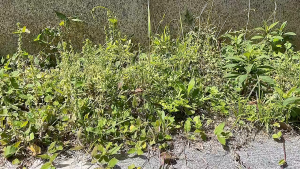 เครื่องตัดหญ้าแบบปรับความยาวของวัชพืชได้