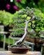 BonSai Diệp Long 