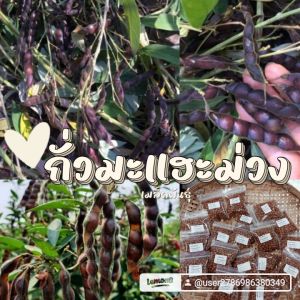 เมล็ดพันธุ์ถั่วแฮ ถั่วมะเเฮะ200 เมล็ด 39 บาท