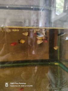 Platties aquarium decor 3pcs free 1pc - 3 colorful fish figurines - for small aquariums - indoor use