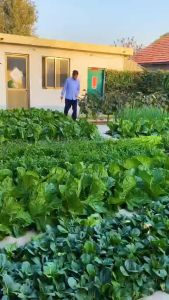 Phân bón hữu cơ trung đa vi lượng Magie + Đạm cá BIOGREEN cung cấp mọi dinh dưỡng thiết yếu cho cây trồng hạ phèn dùng là xanh như rau cây cảnh hoa sầu riêng cafe...(chai pha sẵn 500ml)