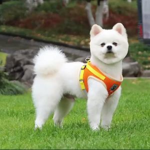 Cat Harness with Leash Set Breathable Summer Mesh Cats Dogs Harness Vest Reflective Pet Cat Chest Straps Kitten Small Dog