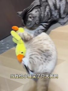 7o | Entertainment and Teeth Grinding Cat Toy