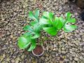 Rhaphidophora Tetrasperma / Tanaman Rhapidopora Tetra Sperma / Monstera Minima. 