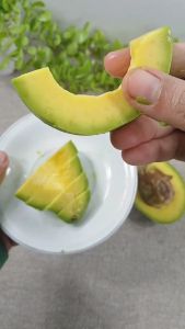 Bibit Alpukat Mentega Stek Cepat Berbuah Green Plants