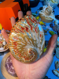 Natural Uncolored Large Red Flower Abalone Shell Seashell Specimen Authentic Shell Home Decor Creative Decoration