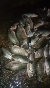 Essen Shisamo Amis isi 15ml untuk Meningkatkan Nafsu Makan Ikan