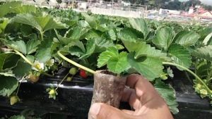 Strawberry Runners Live Plant in Pot (Sweet Charlie Variety)