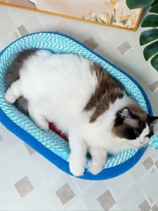 BHQ PET  รังแมว กระดานเกาแมว แท่งแกล้งแมว 3-IN-1 ตะไบเล็บแมว รังนอนหลับลึก ทนต่อการสึกหรอ ของเล่นแมว ไซส์ใหญ่