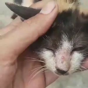 Cat & Fit X1 - obat tetes kutu scabies jamur anjing kucing kelinci migofit ultimate