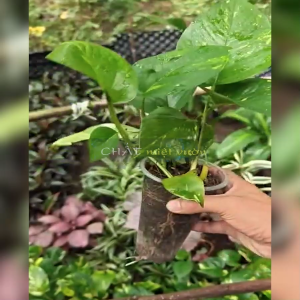 Cây Trầu bà Thái Xanh giống chất lượng cao tuyệt đẹp - Có thể trồng hủy sinh trang trí cực đẹp