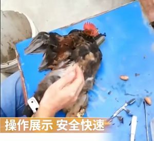 Chicken caponizing set Stainless steel Caponizing tools for chicken rooster castration