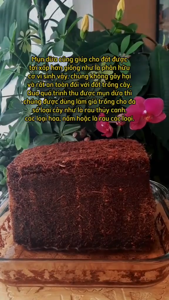 Làm thế nào để không lãng phí đất trồng cây hữu cơ khi bạn nghĩ đã mua đúng sản phẩm?
