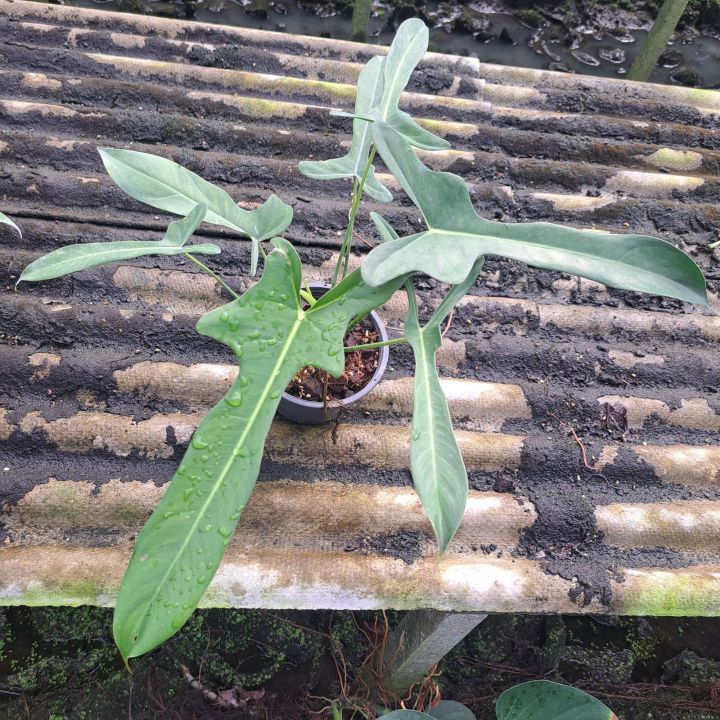 marble.queen pothos Pothos 'Marble Queen' | Description and Easy Care