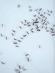 【Quickly eliminate all ants】LLS Ant killer bait Ant bait Ant killer anti ant 30PCS/BOX100% mortality rate also effective for lizard/cockroaches Ant repellant for home Ant killer pest control ants spray killer