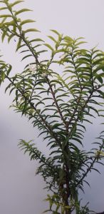 BAHAN BONSAI ANTING PUTRI DAUN MICRO