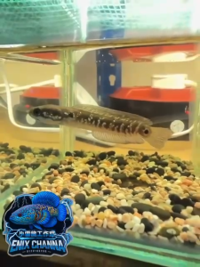 Channa Asiatica White Sport 4+ Inch