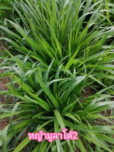 มูลาโต้2​ต้นพันธ์​ุ​#ทนแล้งโปรตีนสูงจำนวน2กิโลกรัม