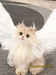 Angel Wings Costume for Cats And Dogs Photo Prop High Value Small Dogs Bichon Teddy Universal Pet Fashion Accessory